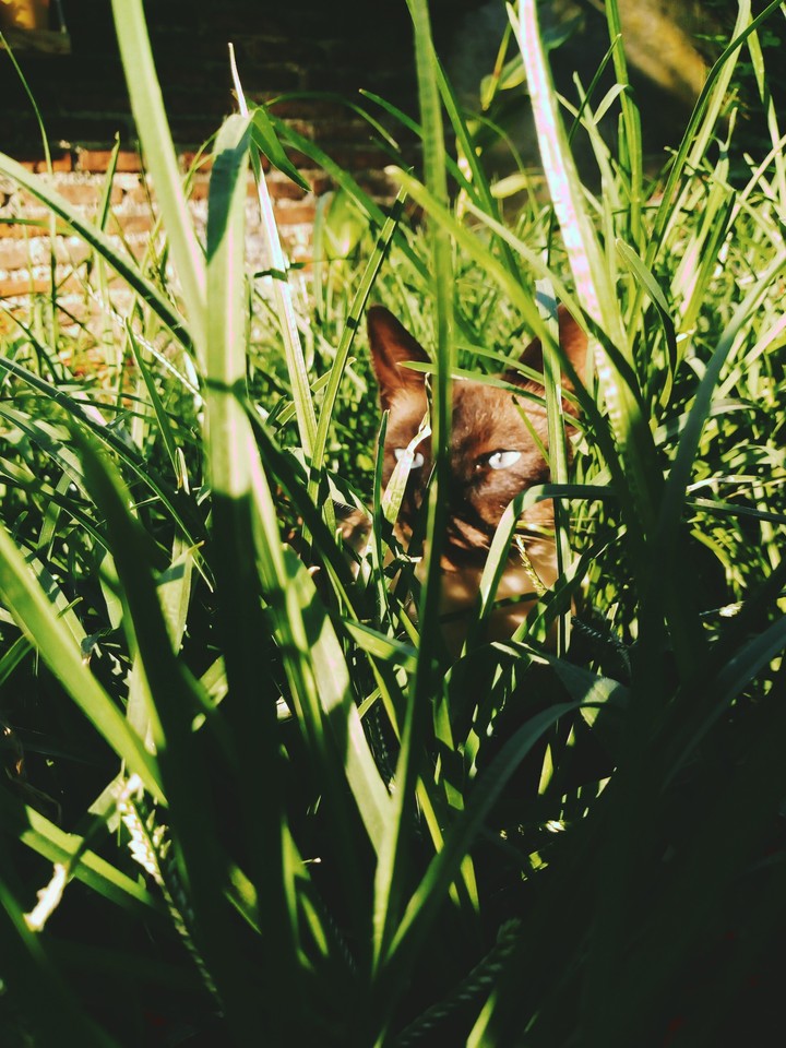 my baby cat