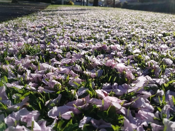 #flower