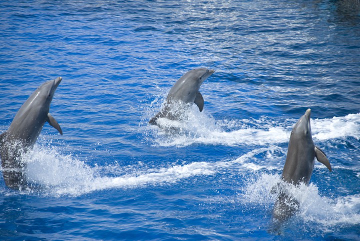 dolphin