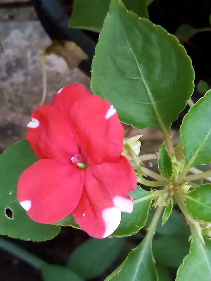 balsam