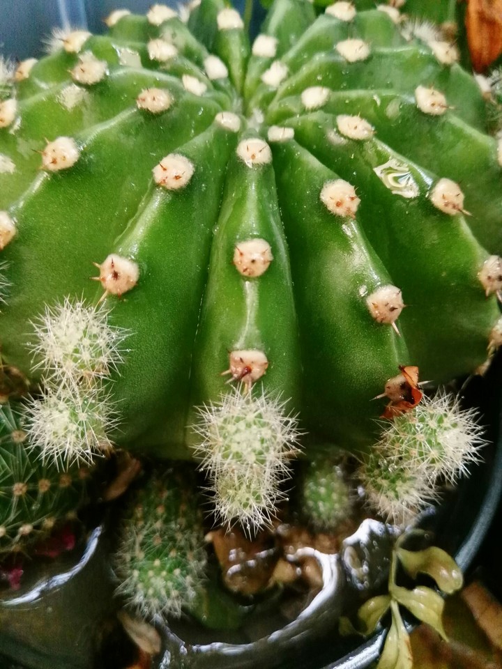 cactus