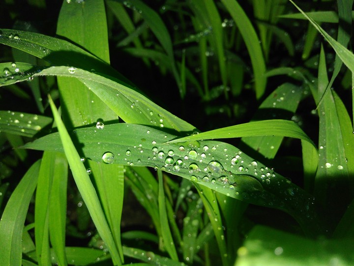 grass and droplets