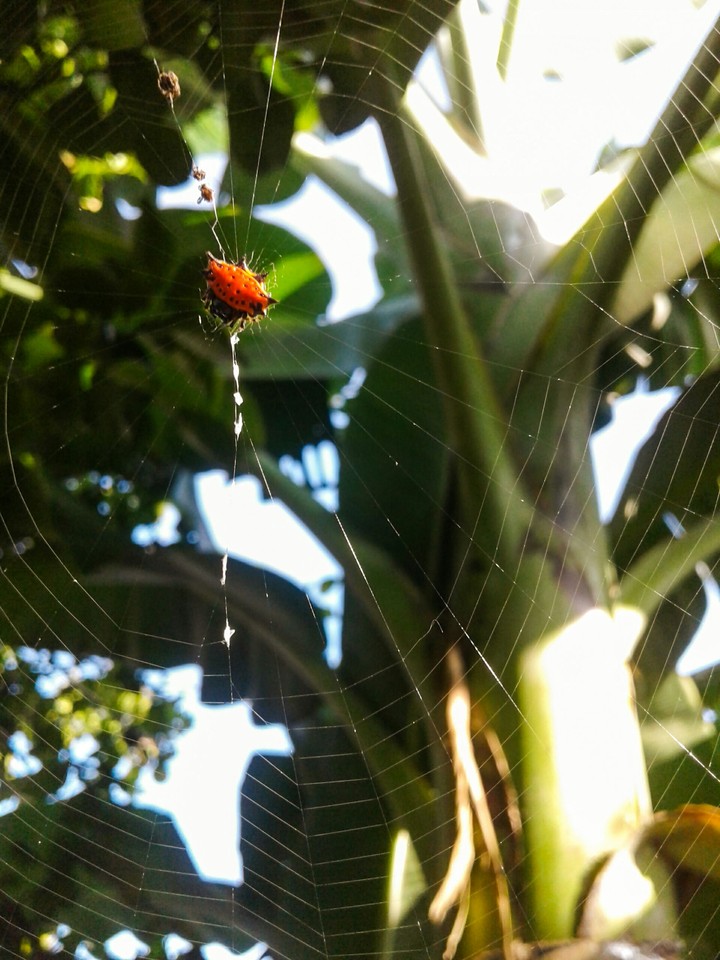telaraña