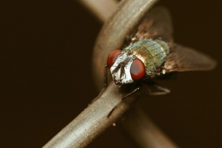 house fly