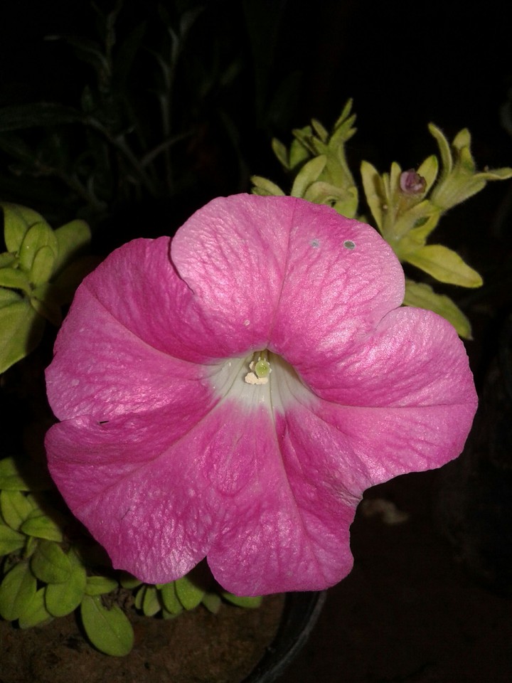 my lovely flower