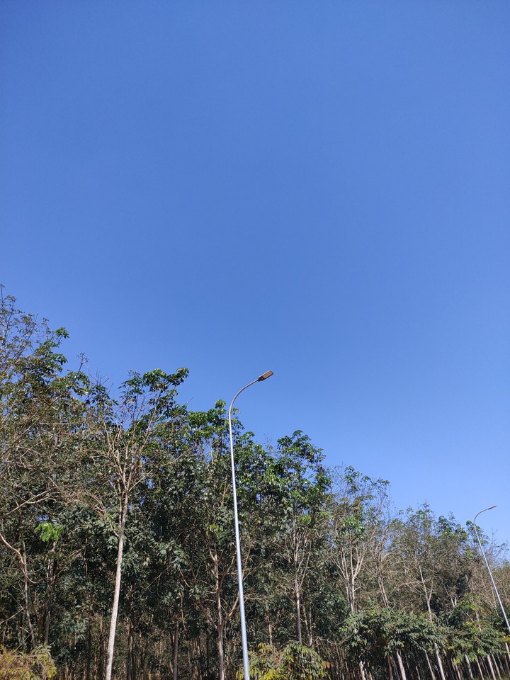 Sky and trees