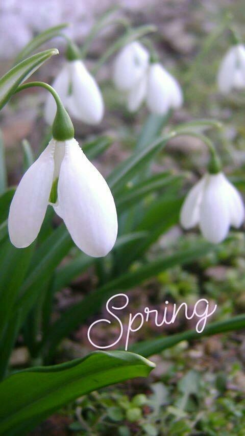 I love spring ❤