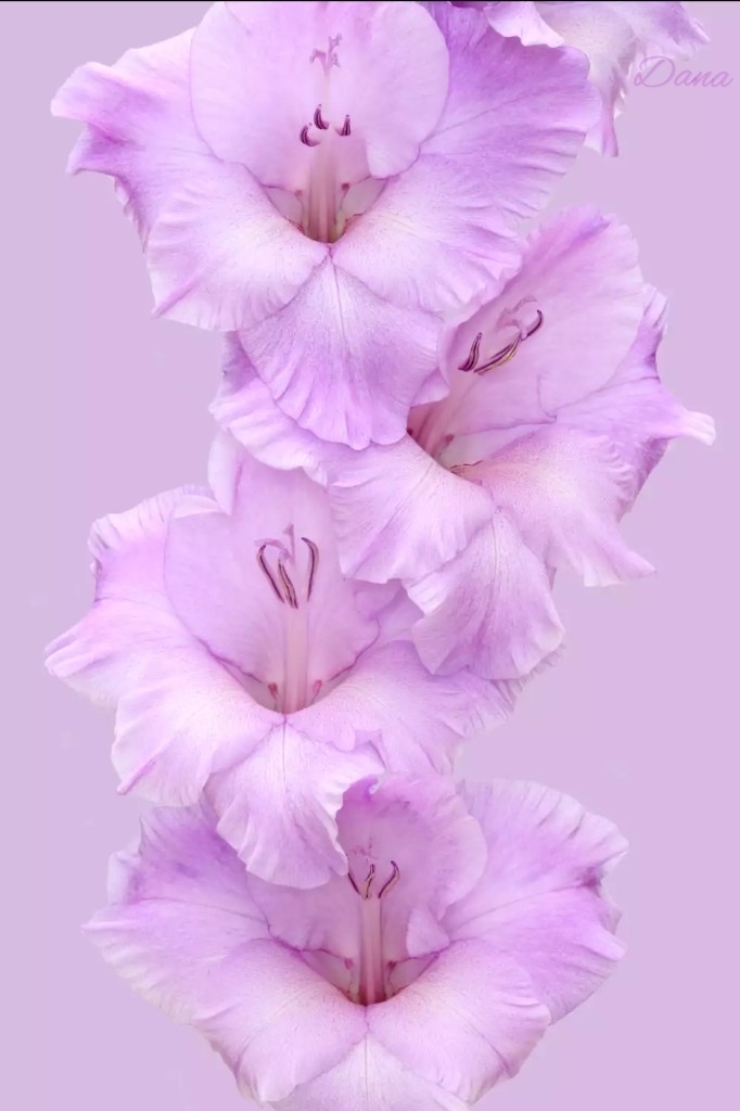 gladiola mečíky