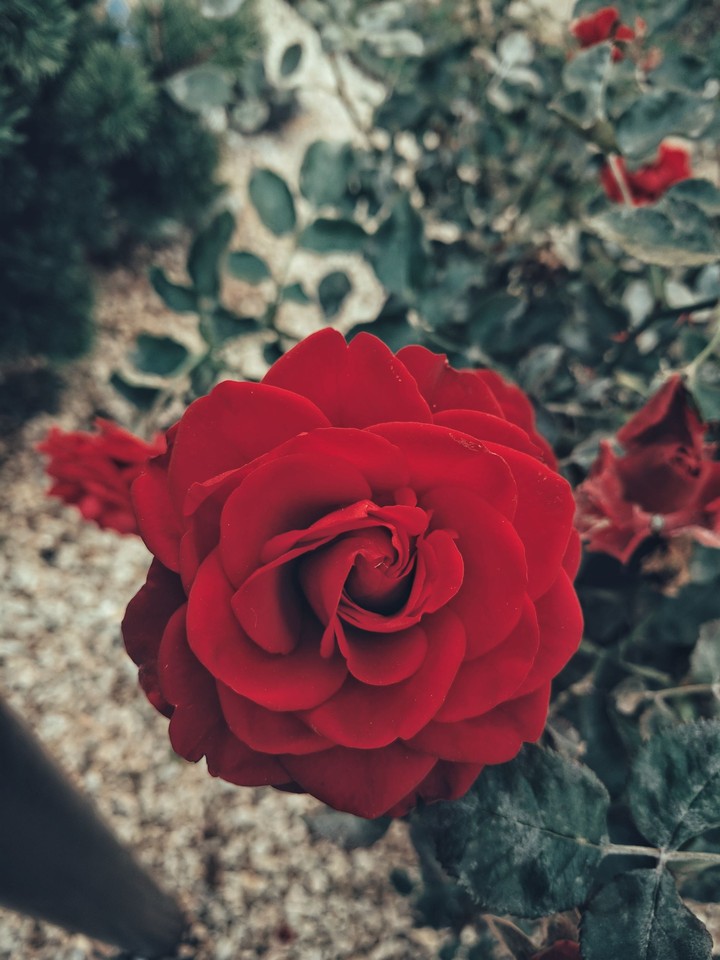 Roses are red