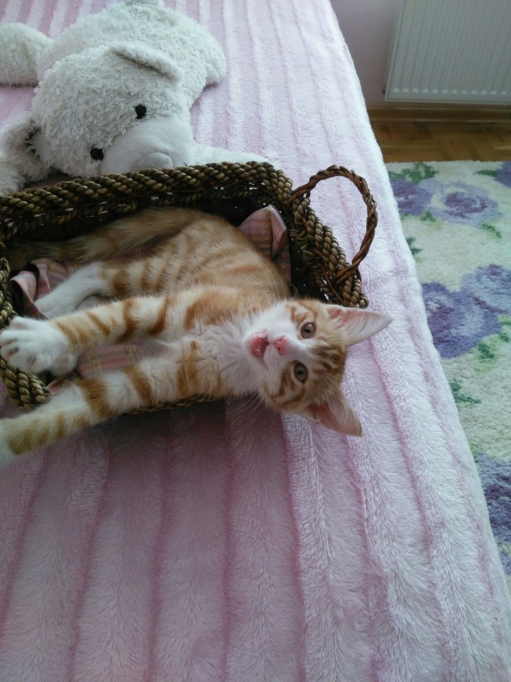 my angry cat
