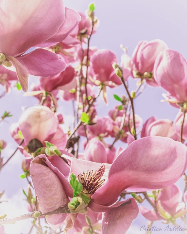 about pink