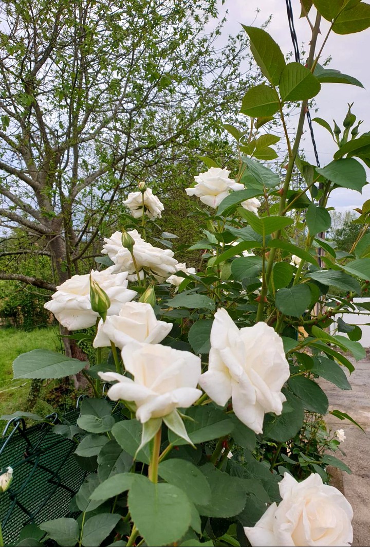 Rosas