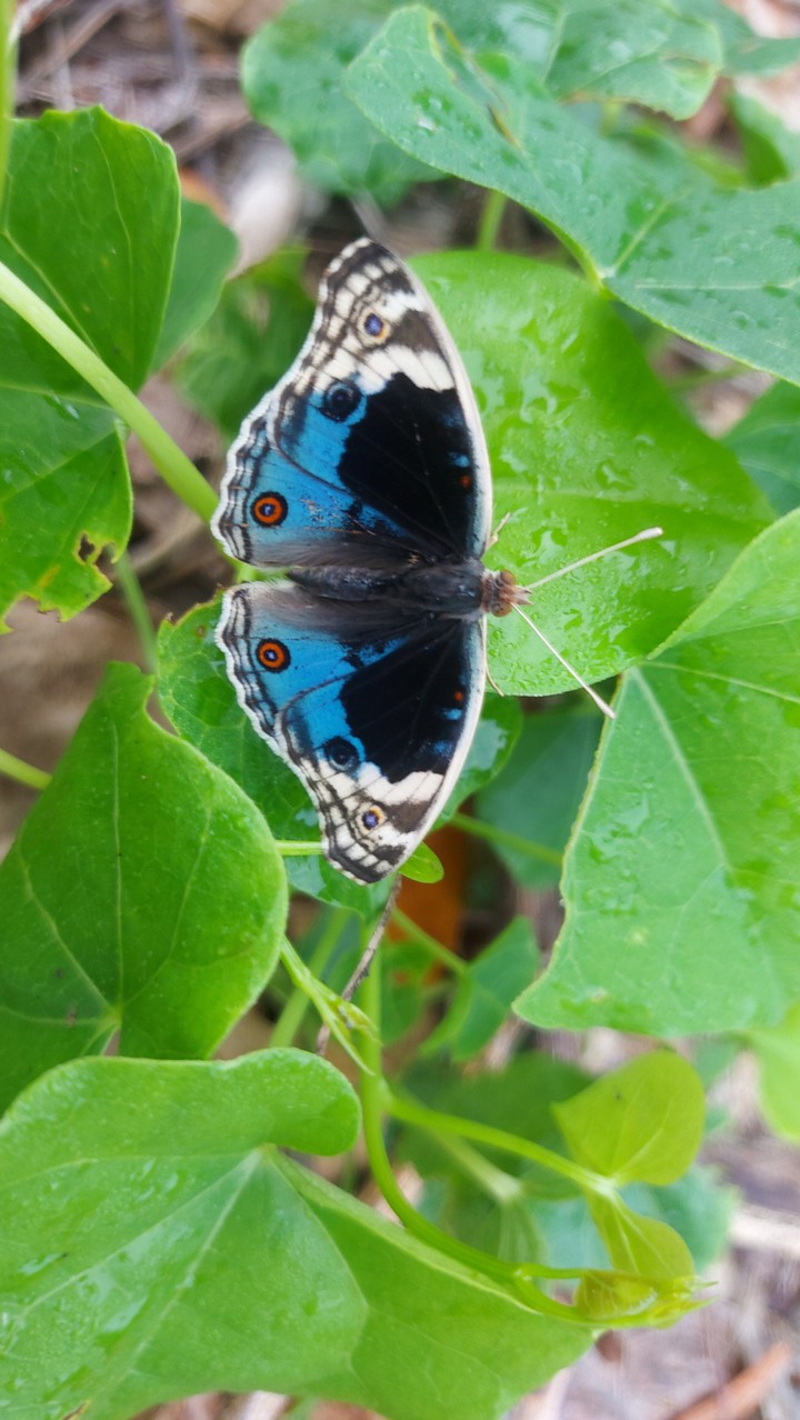 butterfly