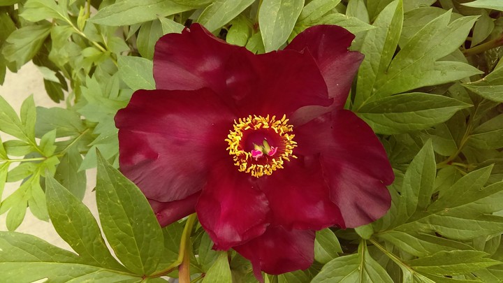 peony