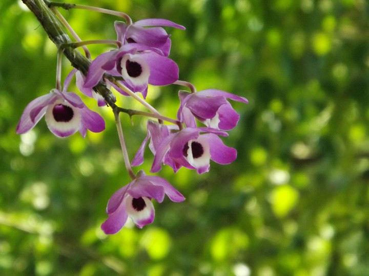 orquídeas