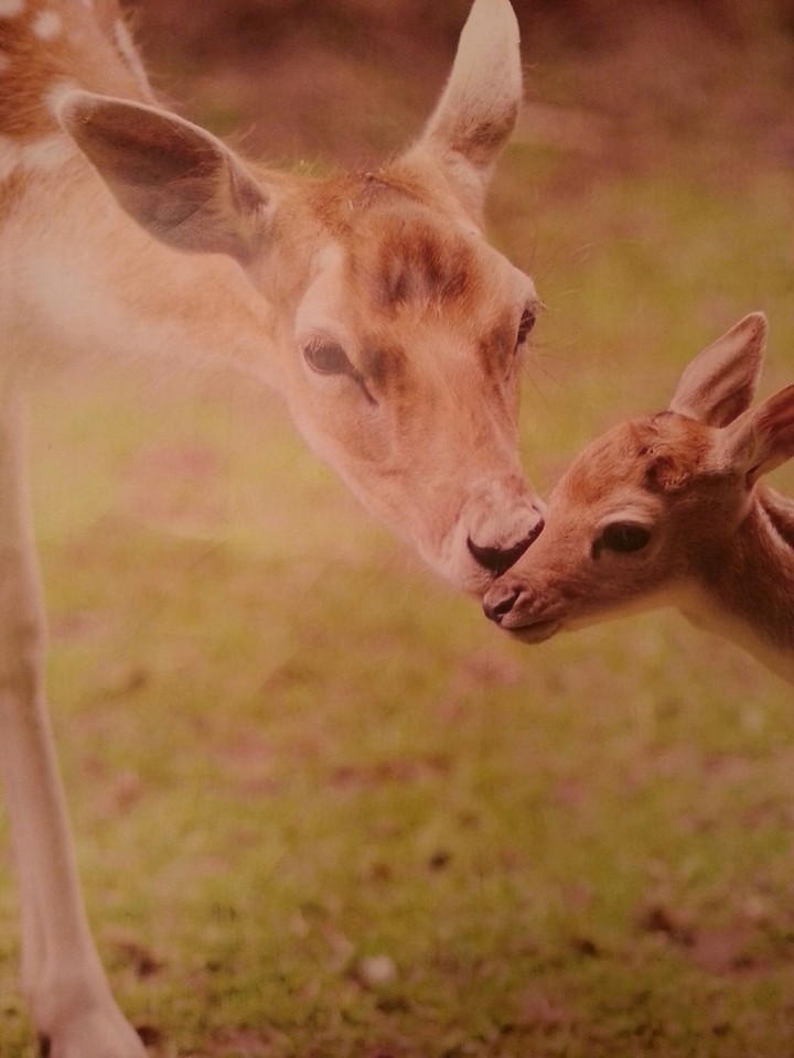 Deer kissing
