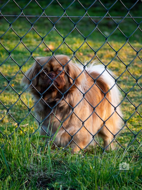 it's great for a wallpaper