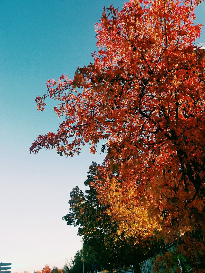 c'est l'automne c'est coloré