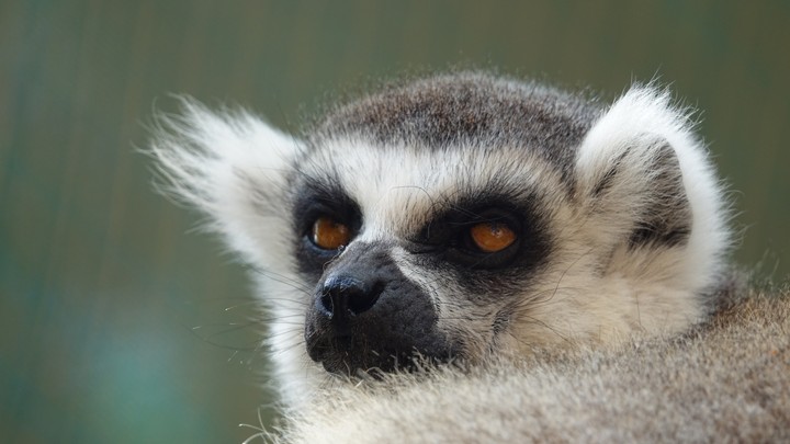 lemur