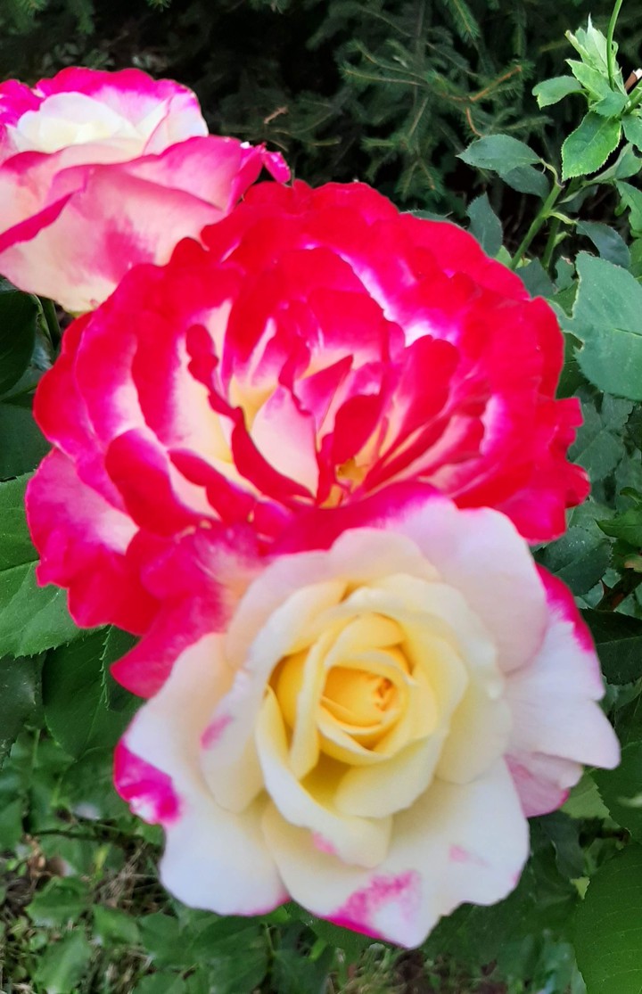 A Rose by any other name