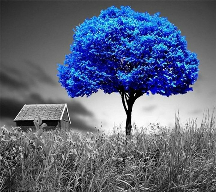 blue tree