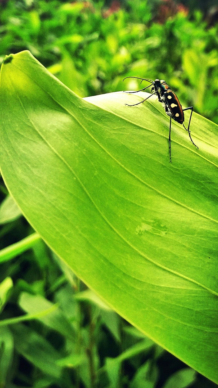 big ant