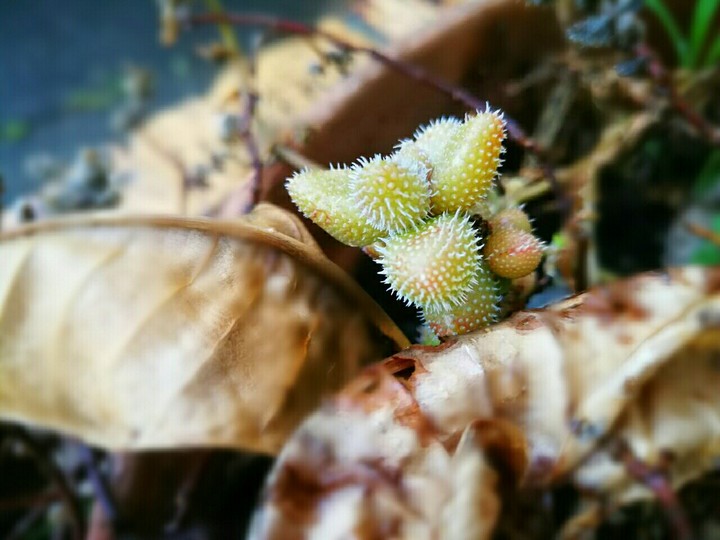 Small Cacti