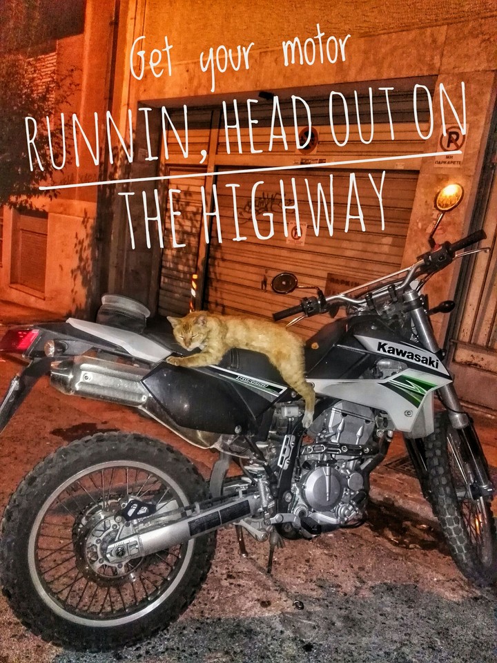 Biker cat