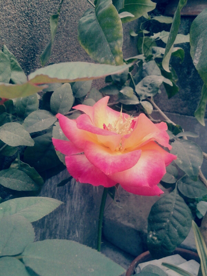 pink yellow rose