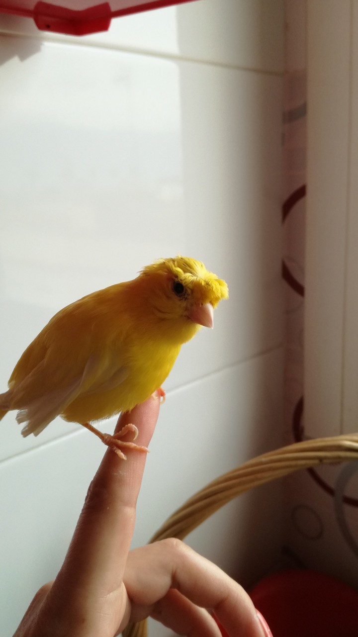 #YellowCanarianBird