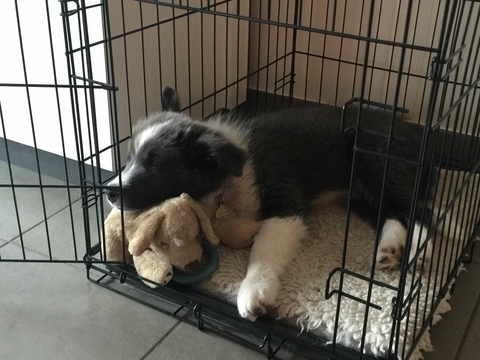 If It's Not A Broder Collie It's Just A Dog