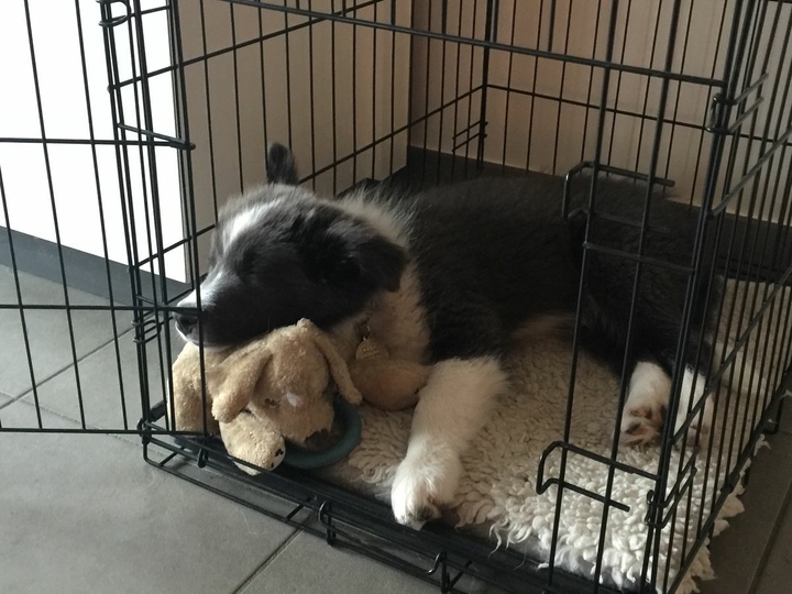 If It's Not A Broder Collie It's Just A Dog