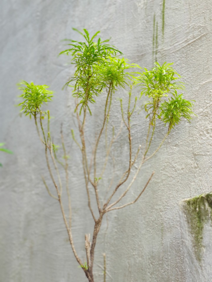 green plant™