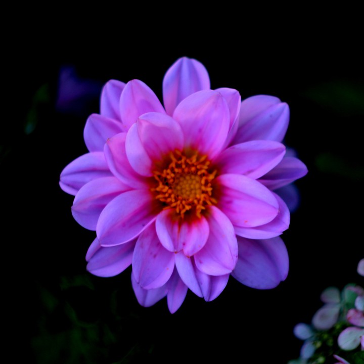 Dahlia