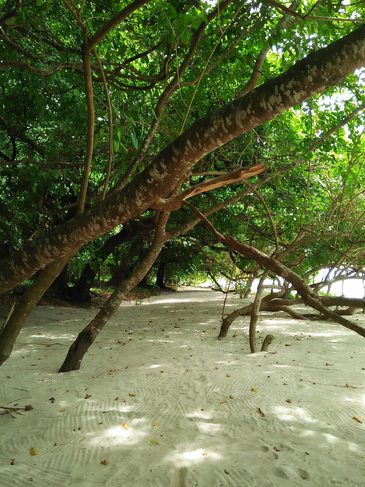 Trees