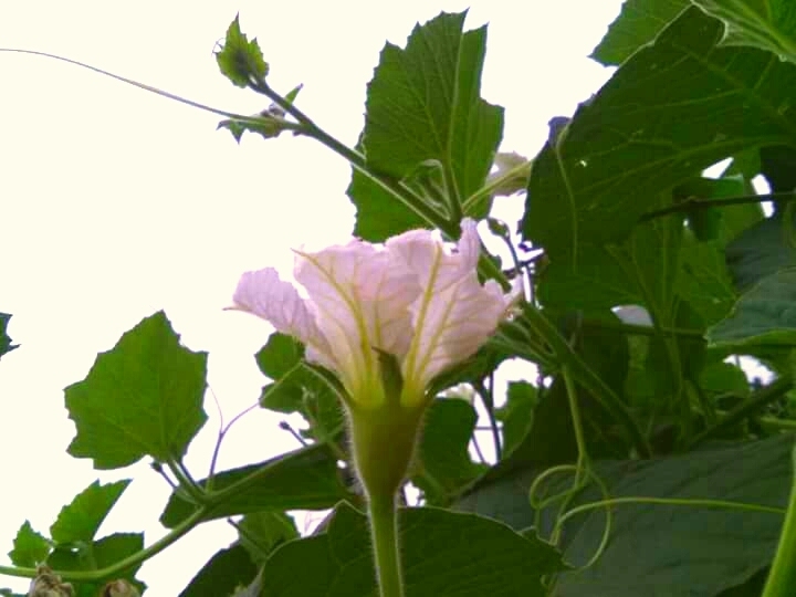groud flower