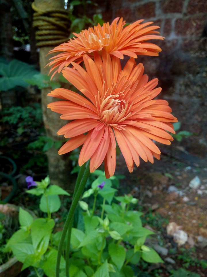 Sweet flower