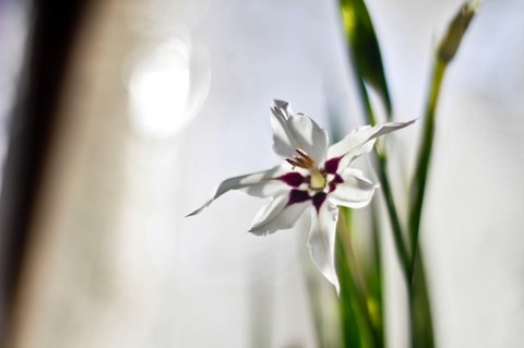flower1