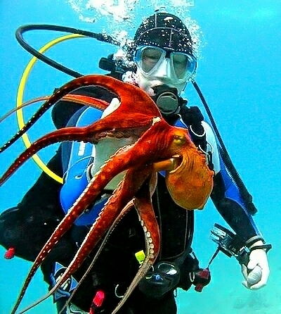 Diving with the Octopus 
