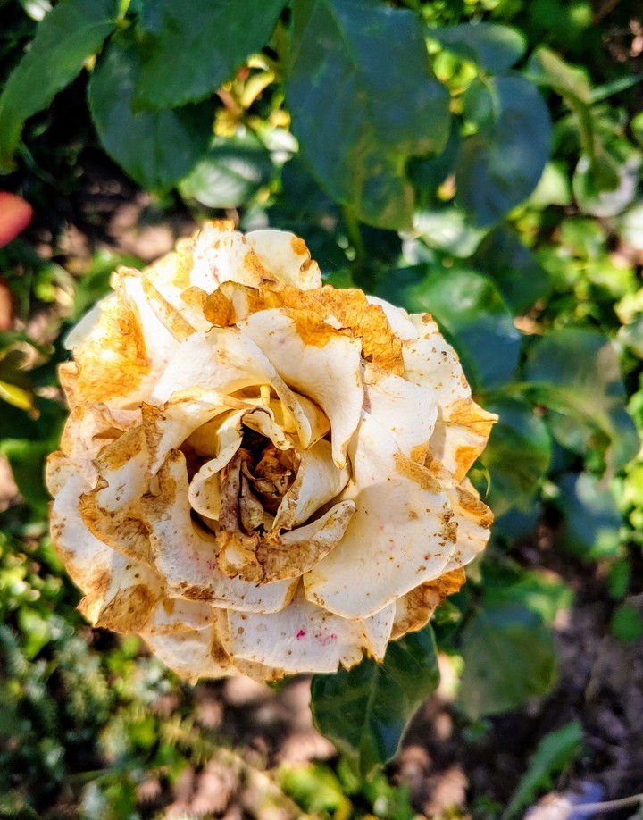 Rusty Rose