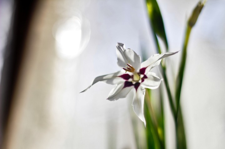 flower1