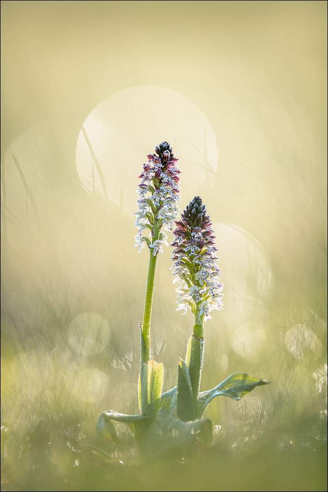 Orchid