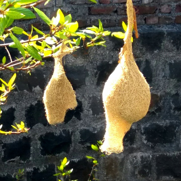 nest