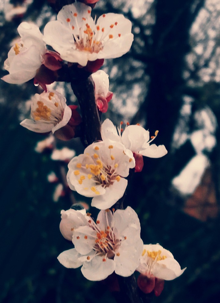 Bloomer