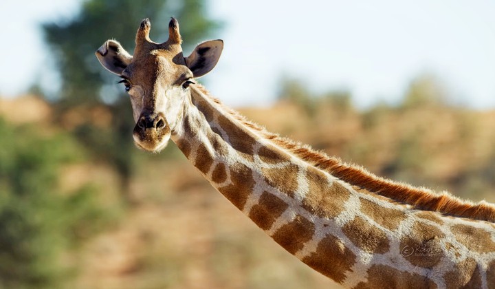 girrafe