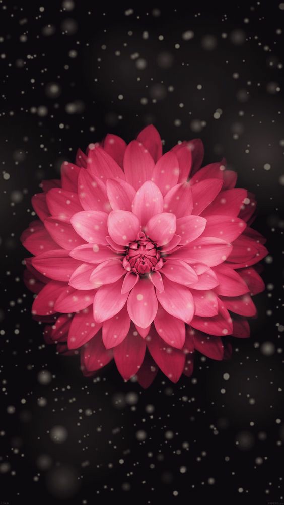 fllower . follow