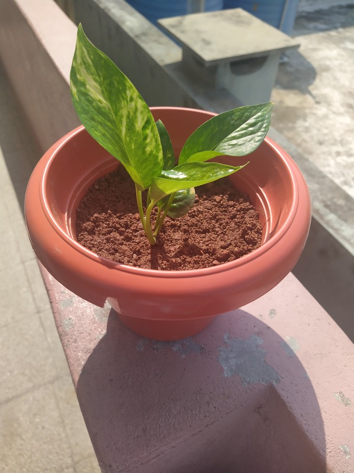 money plant
