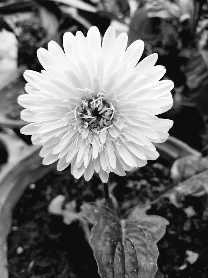 monocromotic