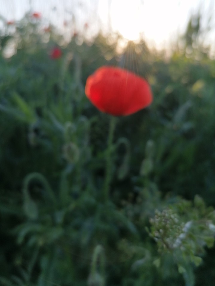 pipacs poppy