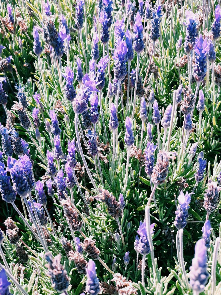 Spring